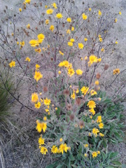 Heterotheca inuloides