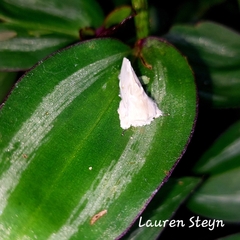 Naroma varipes