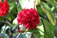 Rhododendron delavayi