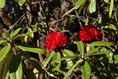 Rhododendron delavayi