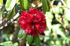 Rhododendron delavayi