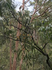 Dendrophthoe glabrescens