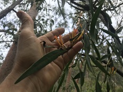 Dendrophthoe glabrescens