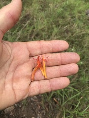 Dendrophthoe glabrescens