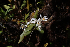Coelogyne nervosa