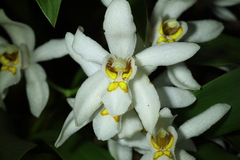 Coelogyne nervosa