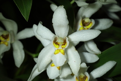 Coelogyne nervosa