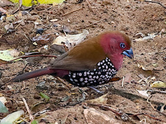 Hypargos margaritatus