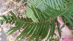 Sphaerostephanos taiwanensis