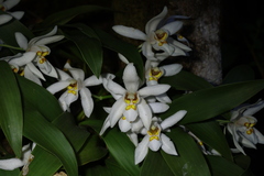 Coelogyne nervosa