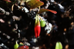 Agapetes hosseana