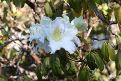 Rhododendron veitchianum
