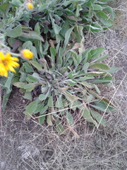 Heterotheca inuloides