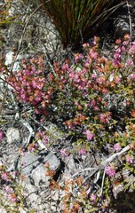 Erica labialis