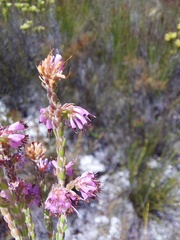 Erica labialis
