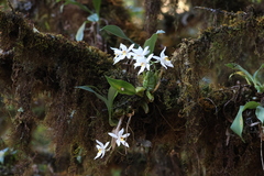 Coelogyne nervosa