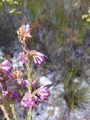 Erica labialis