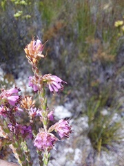 Erica labialis