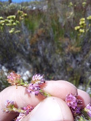 Erica labialis