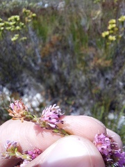 Erica labialis
