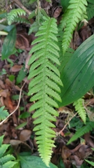 Phegopteris decursive-pinnata
