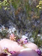 Erica labialis