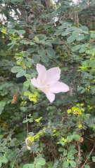 Bauhinia acuminata