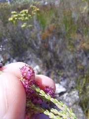 Erica labialis