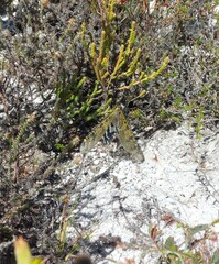 Palpares speciosus