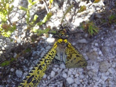 Palpares speciosus