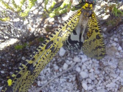 Palpares speciosus
