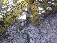 Palpares speciosus
