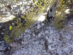 Palpares speciosus