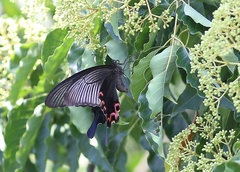 Papilio dialis