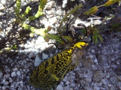 Palpares speciosus