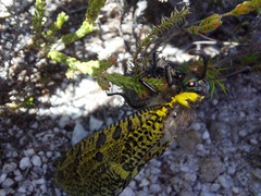 Palpares speciosus
