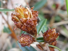 Pultenaea capitellata