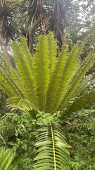 Encephalartos transvenosus