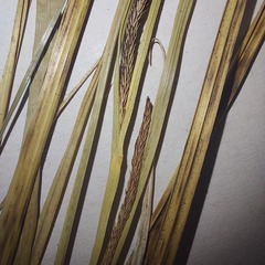 Carex acuta