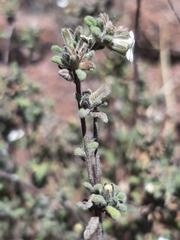 Boraginaceae