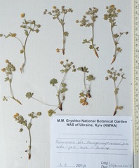 Potentilla heptaphylla