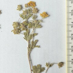 Potentilla heptaphylla