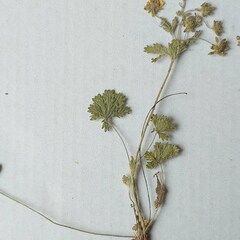 Potentilla heptaphylla