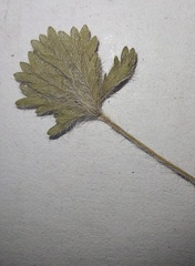 Potentilla heptaphylla