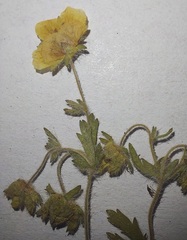 Potentilla heptaphylla