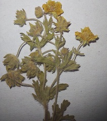 Potentilla heptaphylla