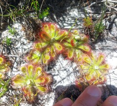 Drosera esterhuyseniae