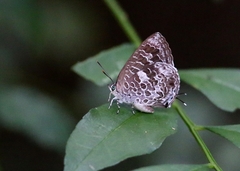 Arhopala birmana