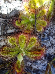 Drosera esterhuyseniae