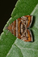 Choreutis orthogona